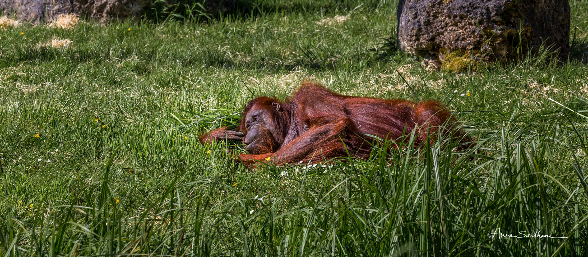 Sieste rousse
