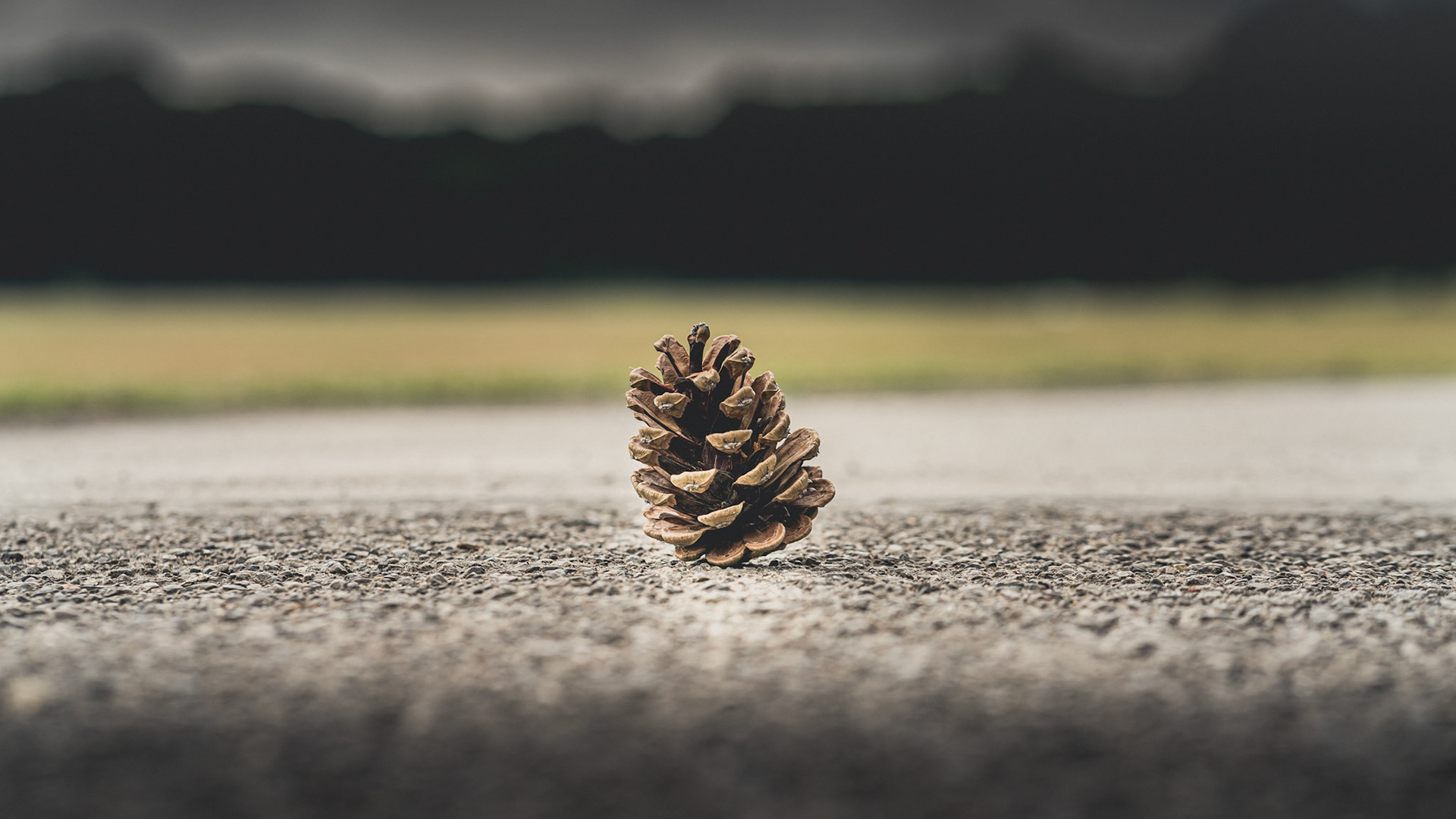 Pinecone - Nature Photography