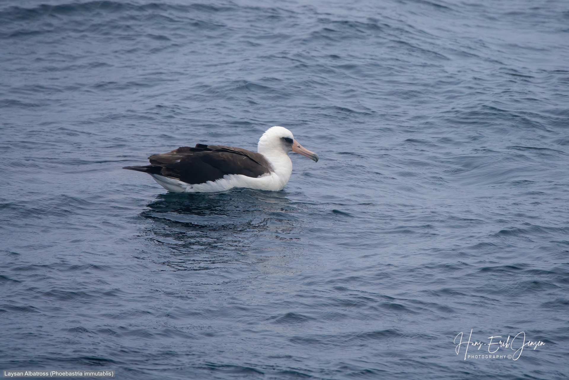 Albatross 39