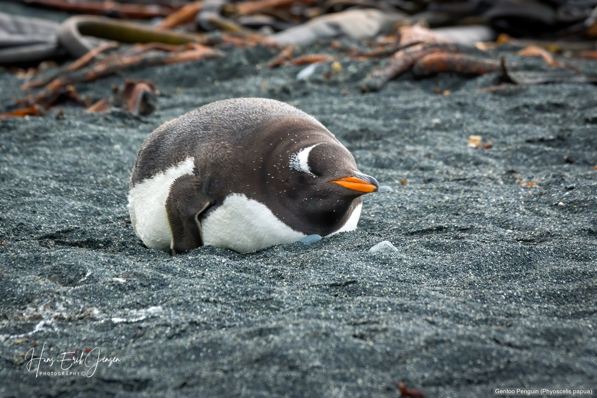 Penguin 4