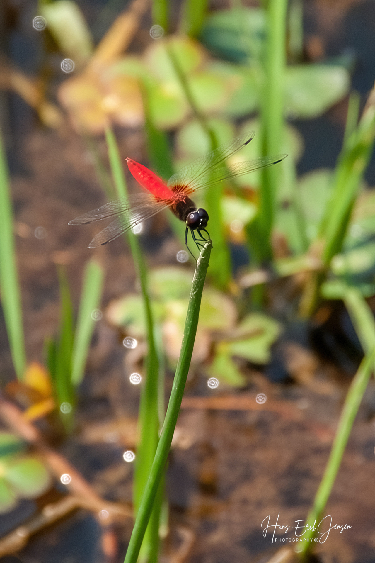 Dragonfly 11