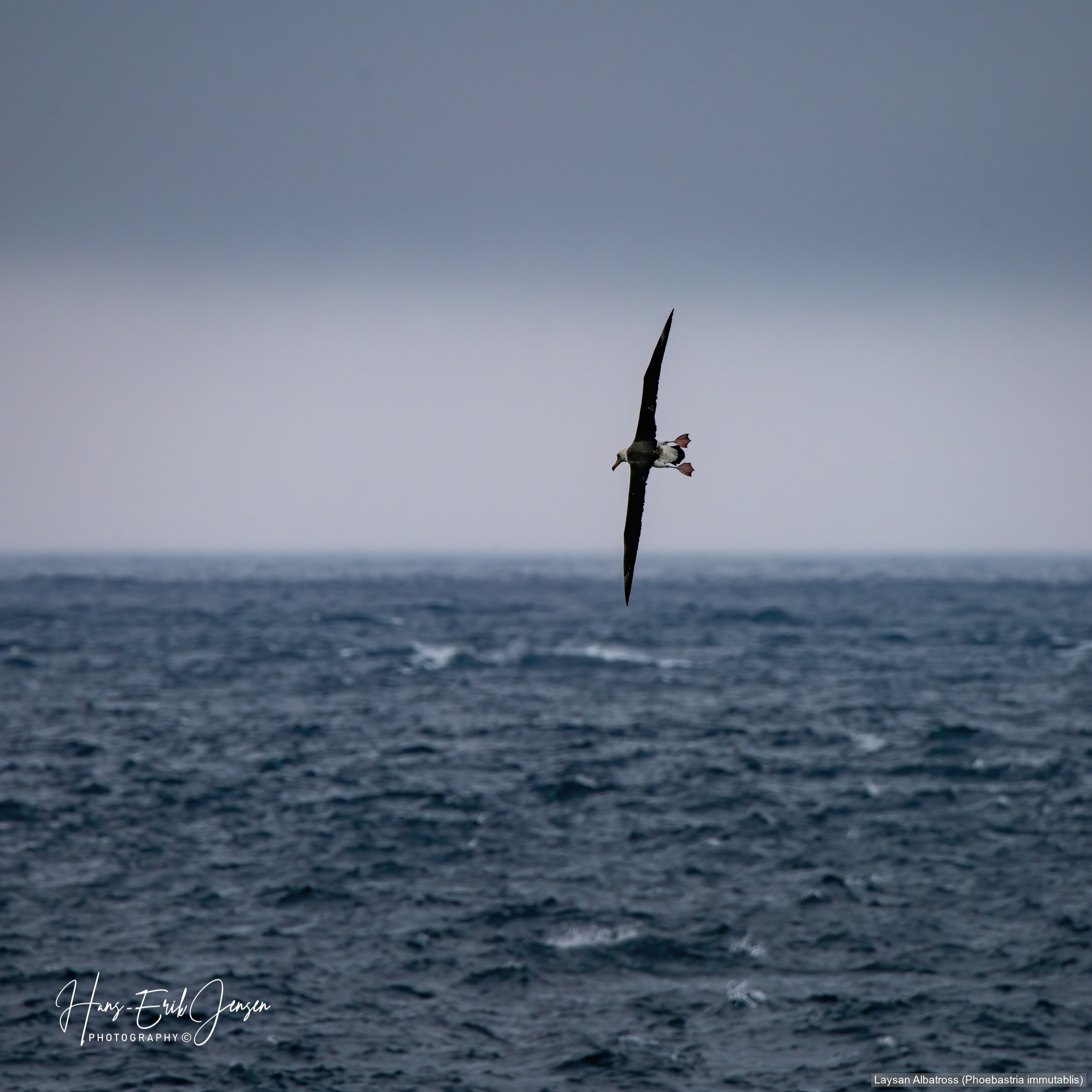 Albatross 21