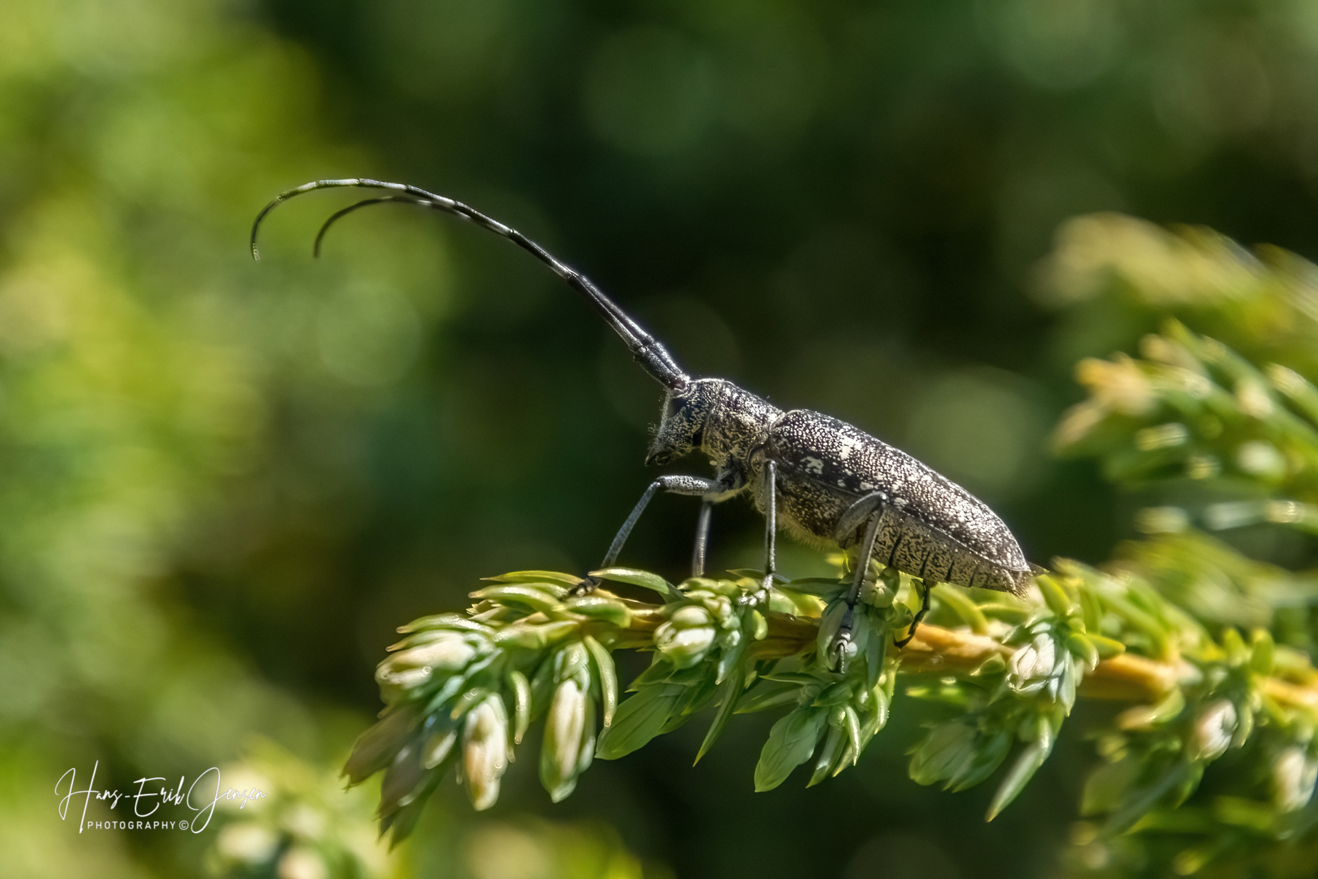 Bug 13