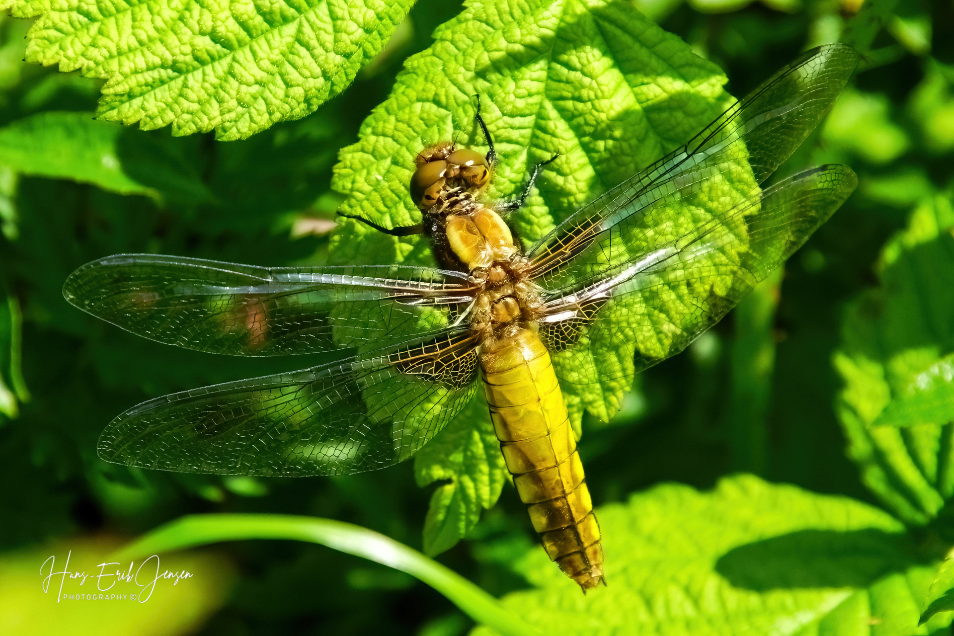 Dragonfly 73