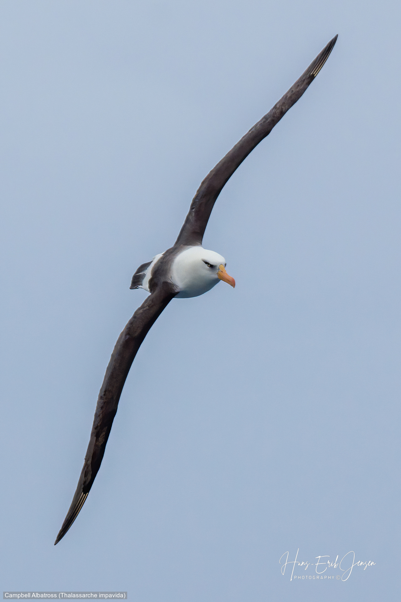 Albatross 28