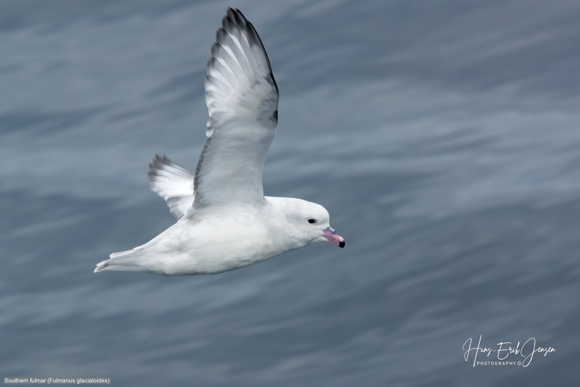 Bird 74