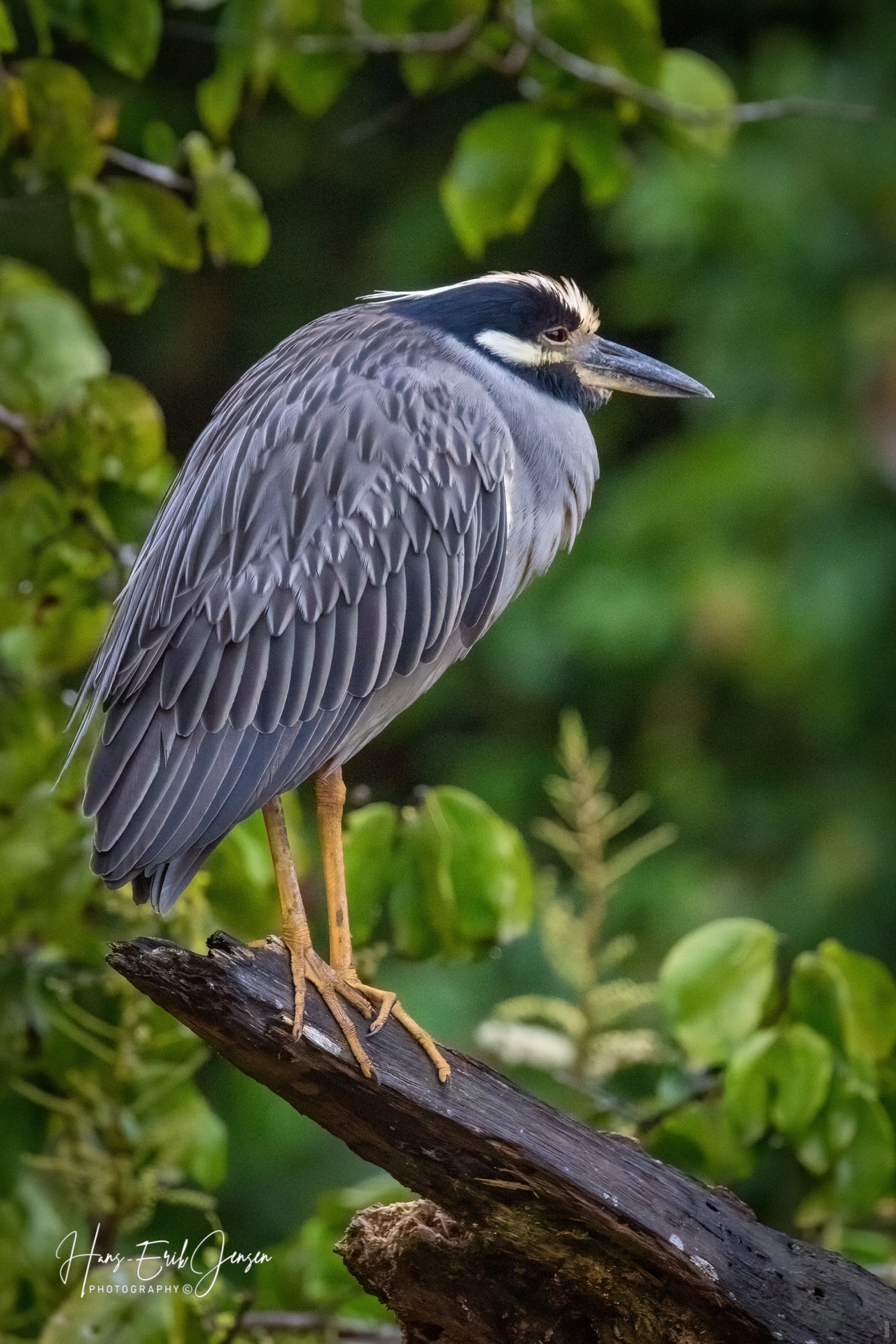 Bird 13