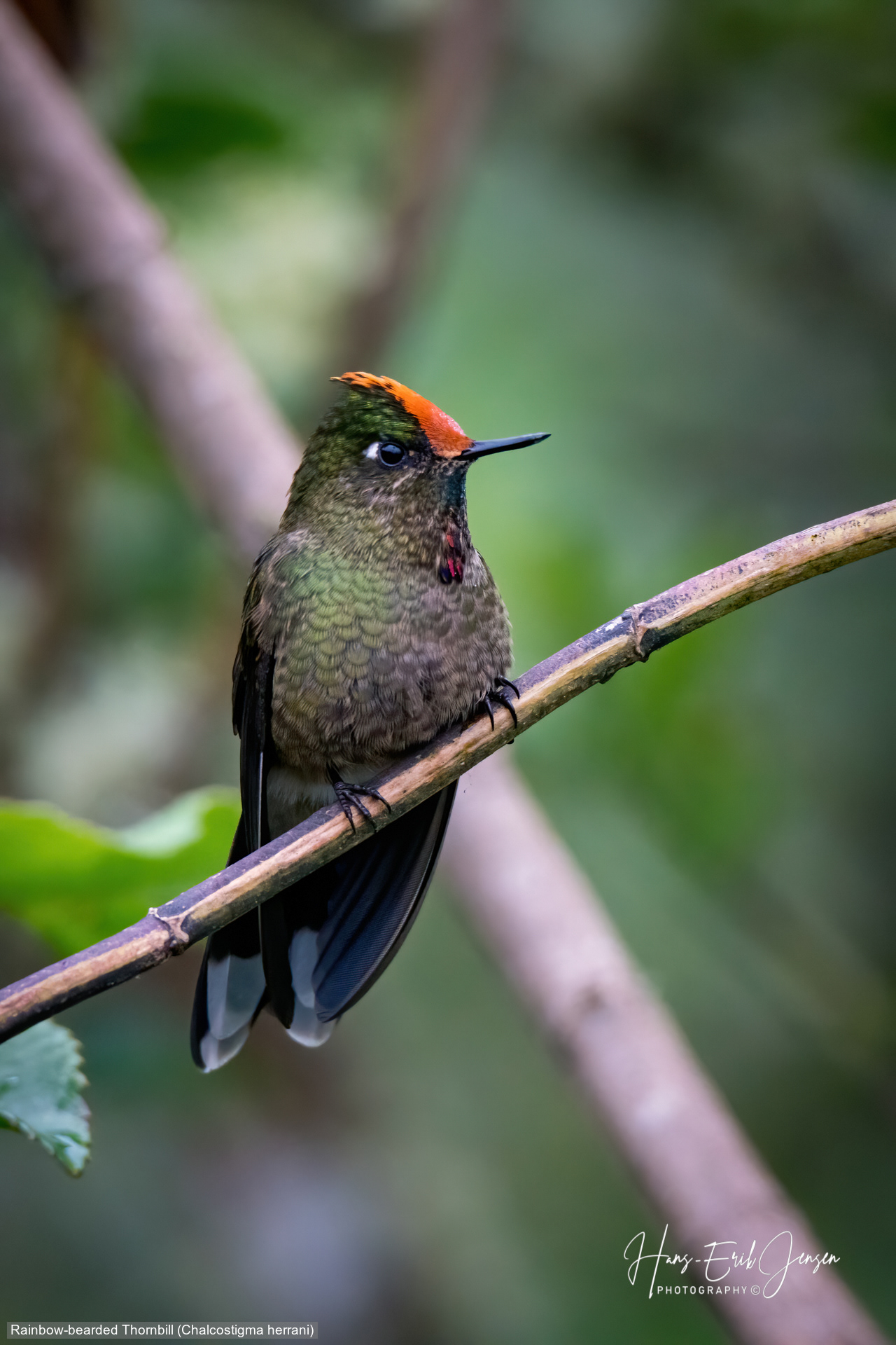 Hummingbird 19