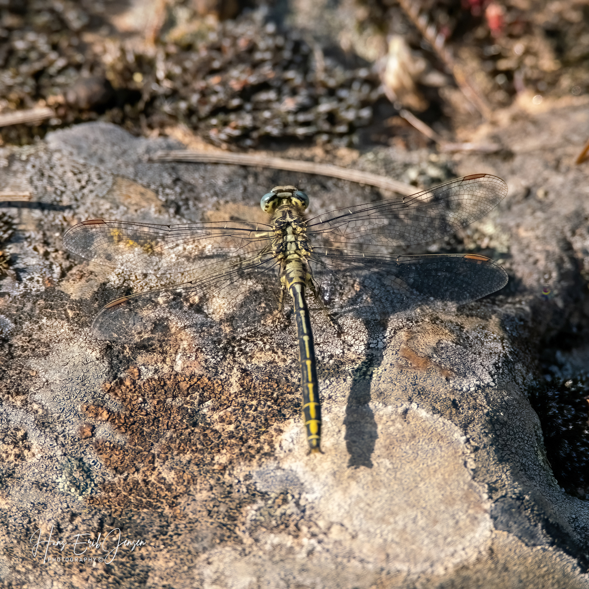 Dragonfly 77