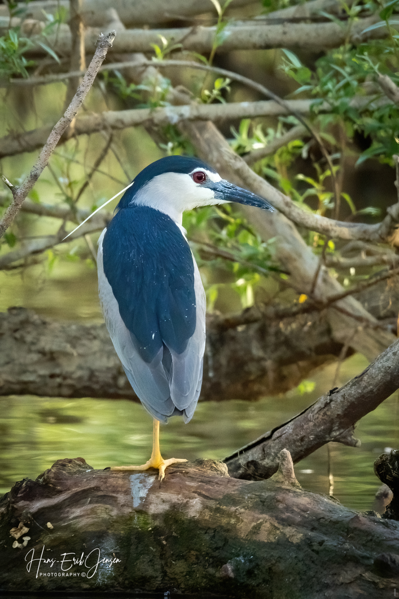 Bird 23