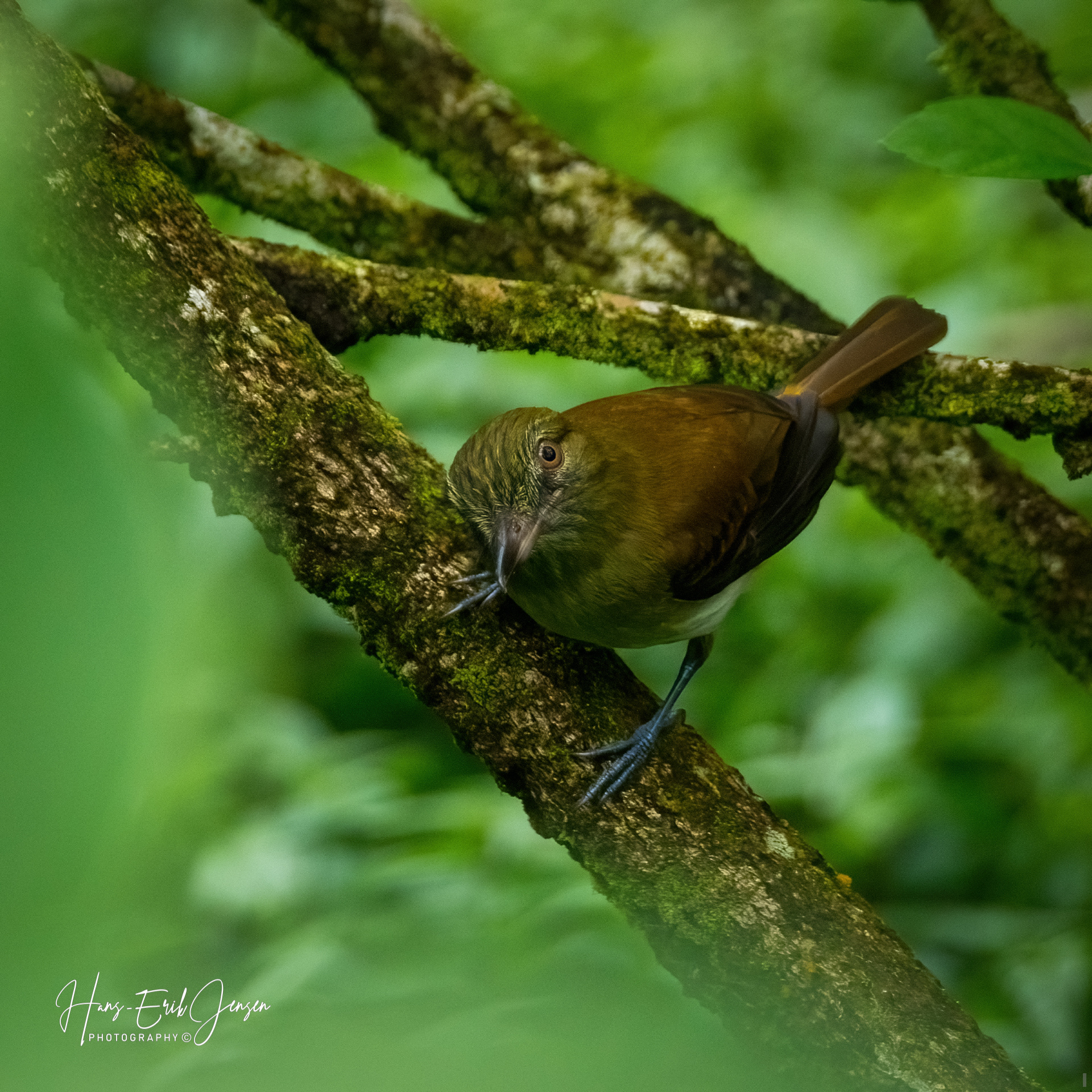 Bird 15