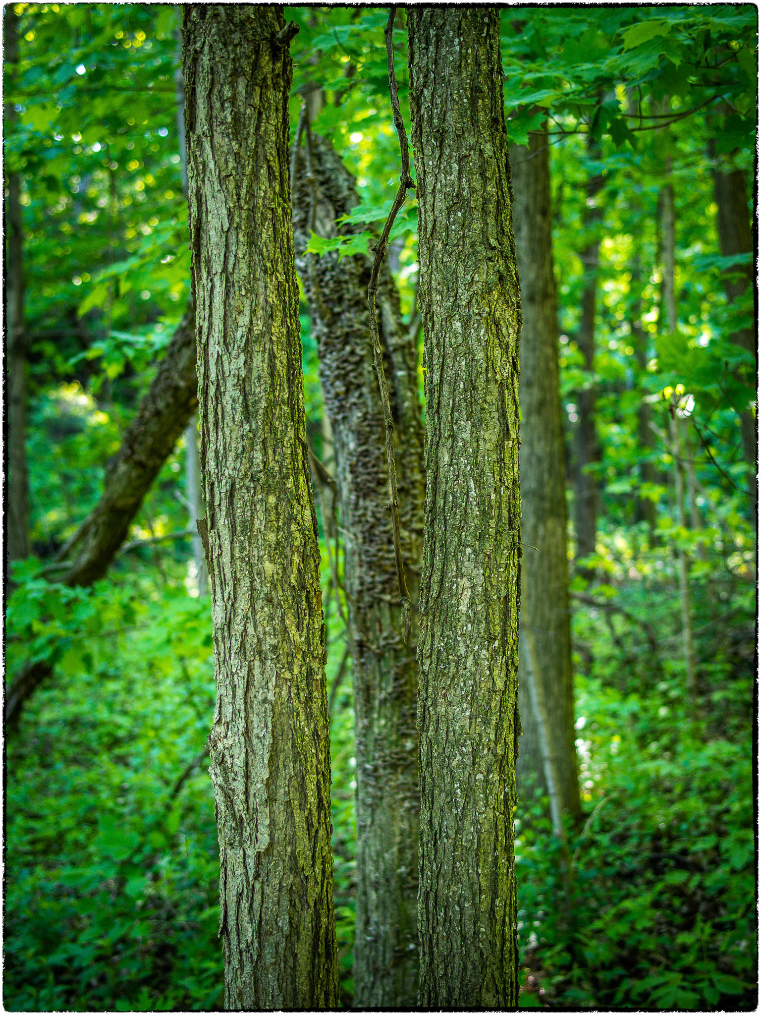 Two standing trees in front of a broken one