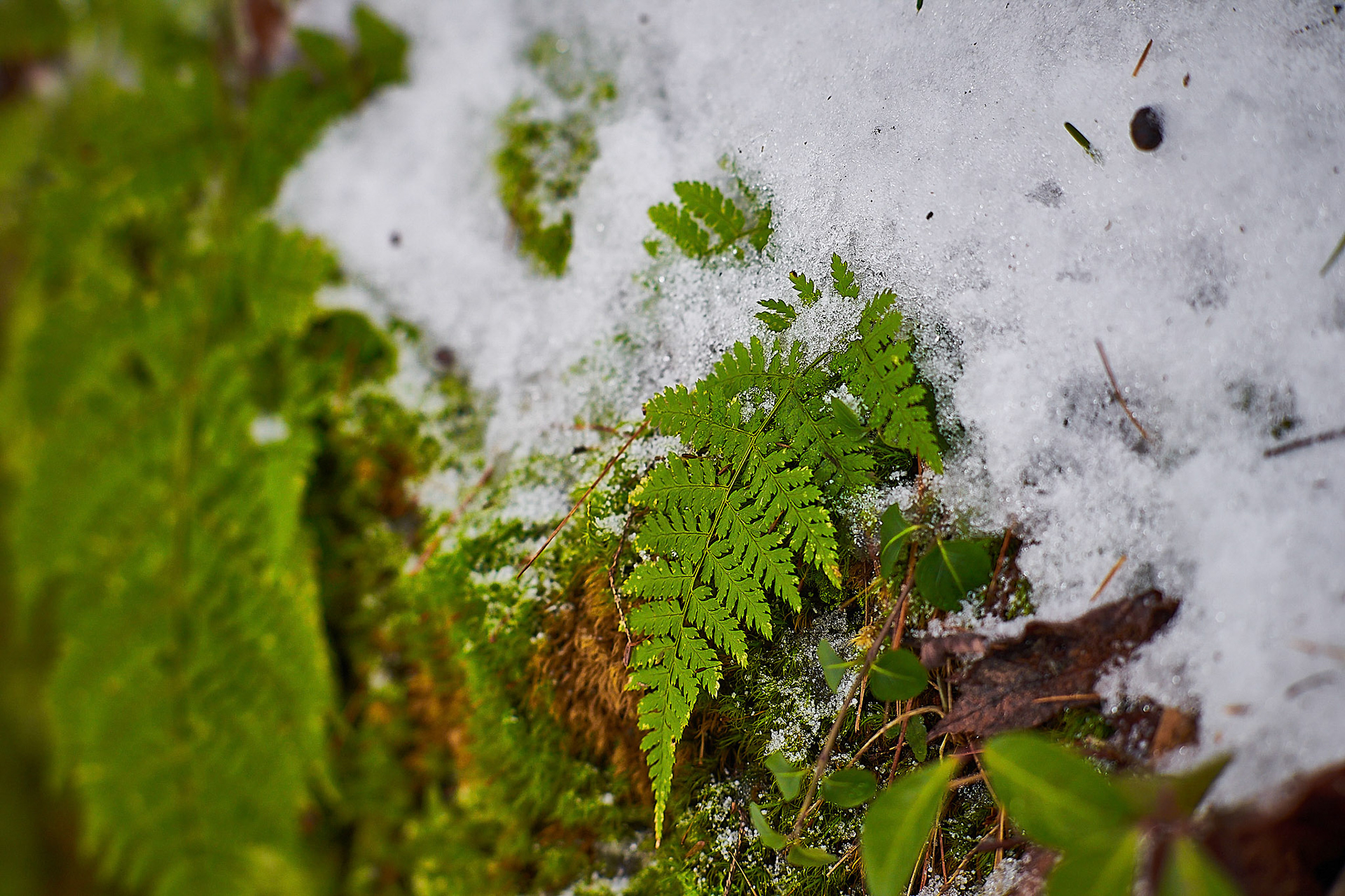 Or Snowy Fern, I do not know