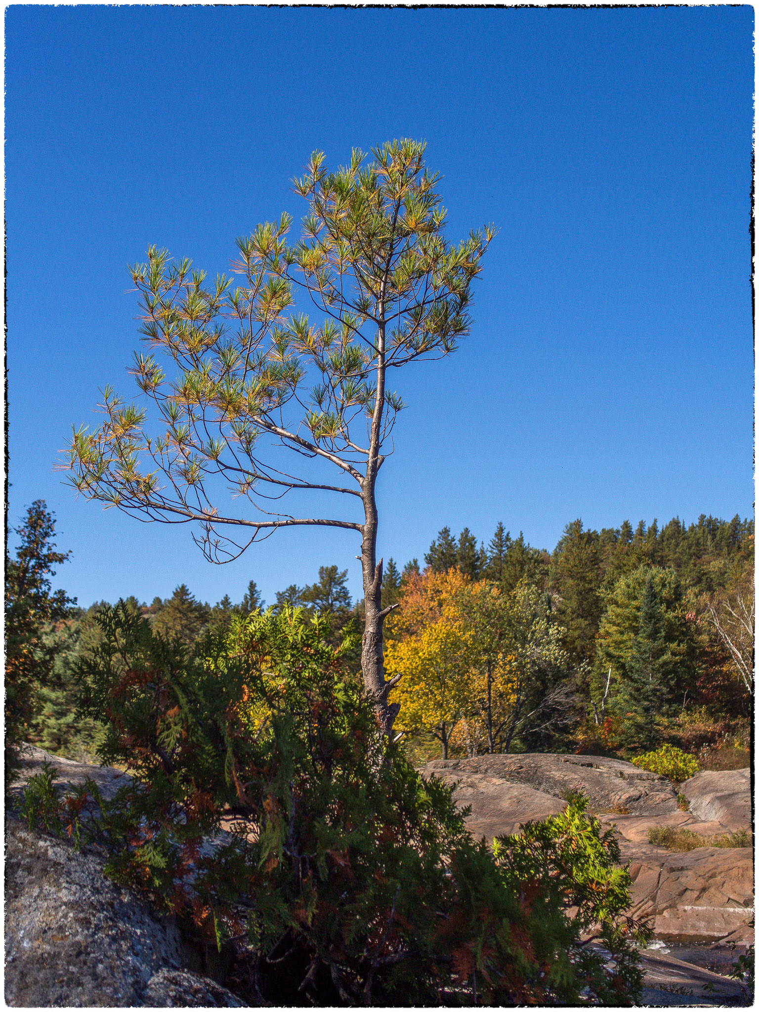 This tree doesn't do right