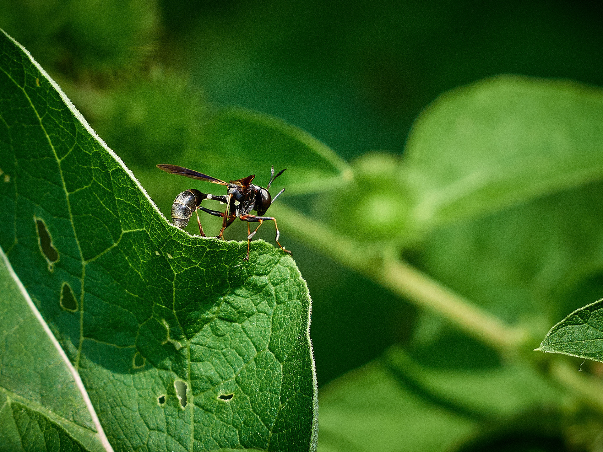 A Wasp posing on a leaf