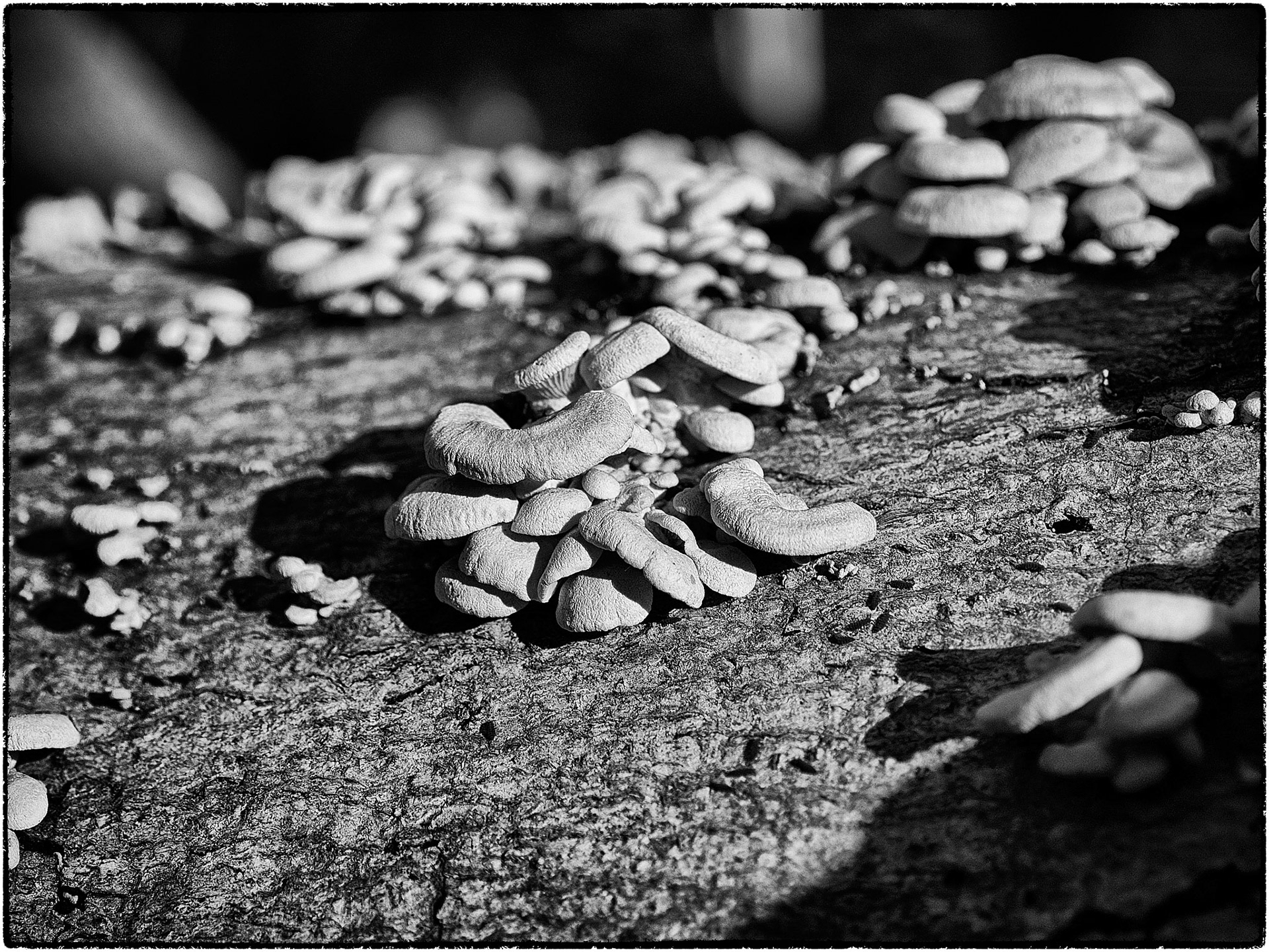 A whole town in fact