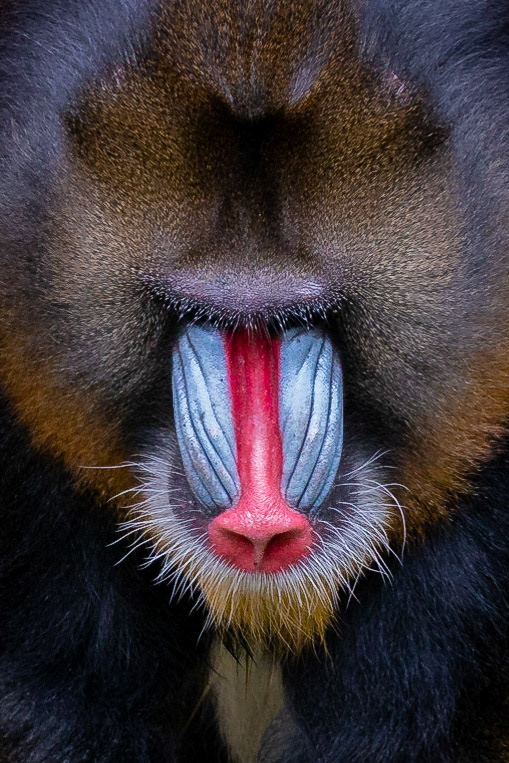 Mandril (m)