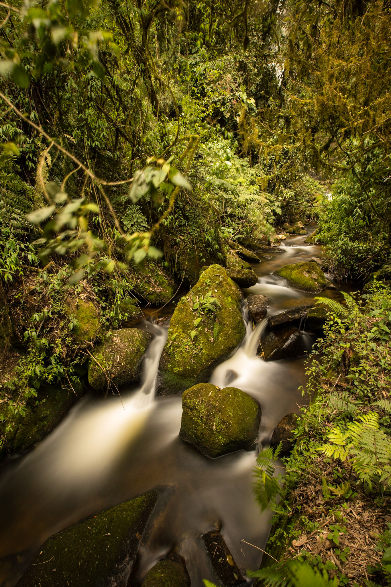 Jungle Flow