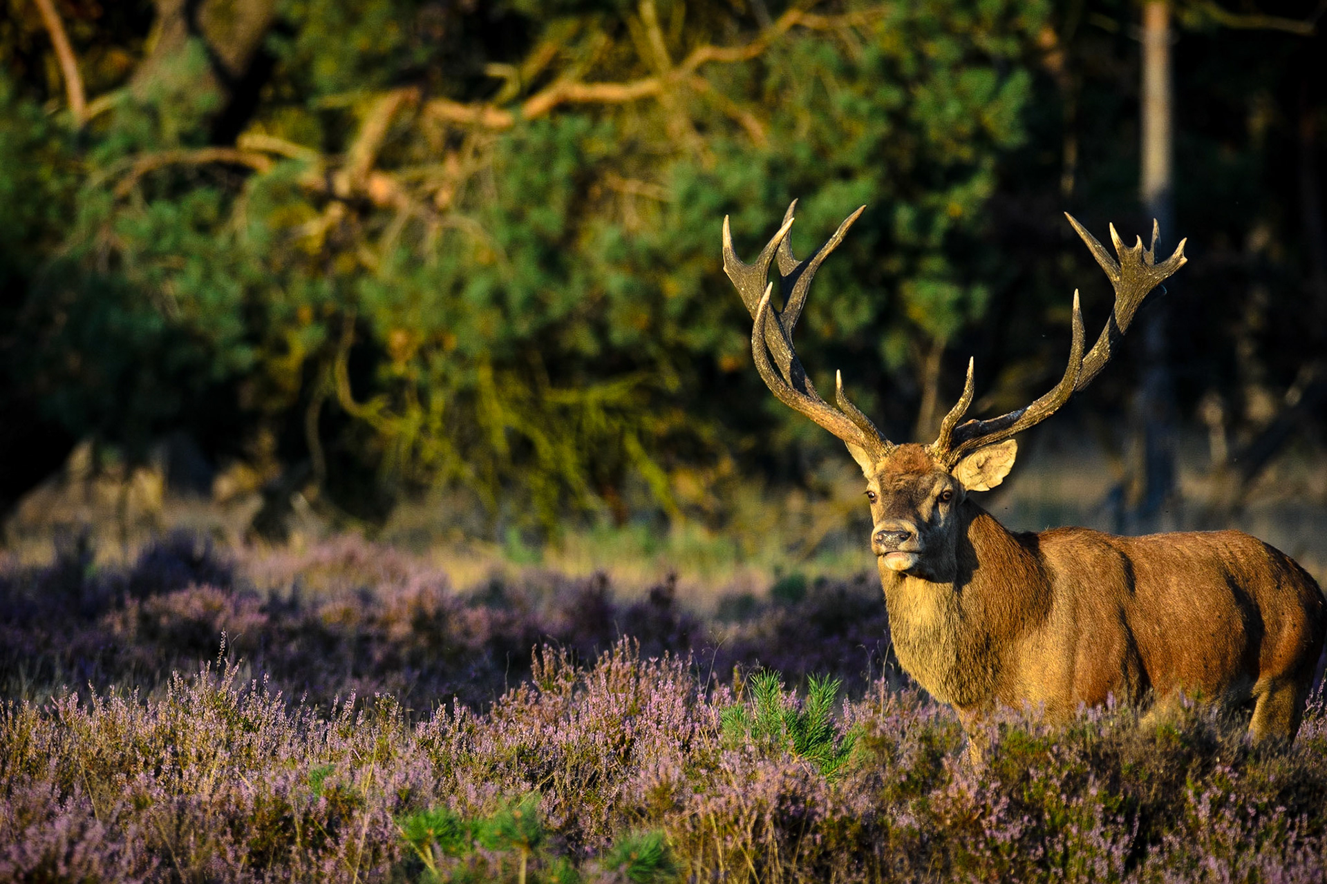 Red deer rutting season in Park De Hoge Veluwe in The Netherlands