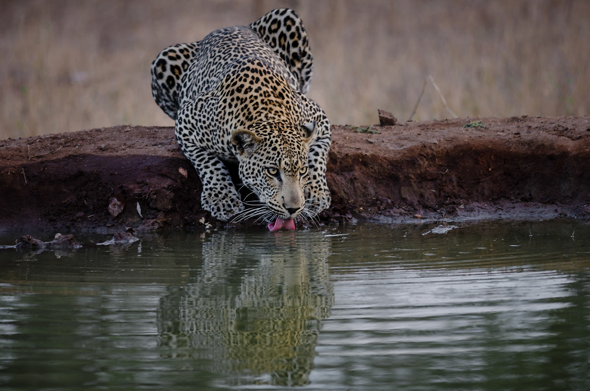 Panthera pardus, Mpumalanga, South Africa, 2014