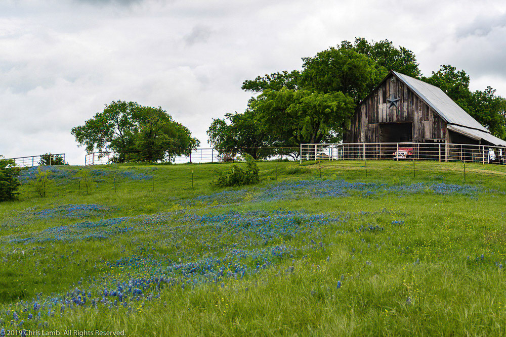 Chris Lamb Photography - Bluebonnets of Texas - Spring 2019