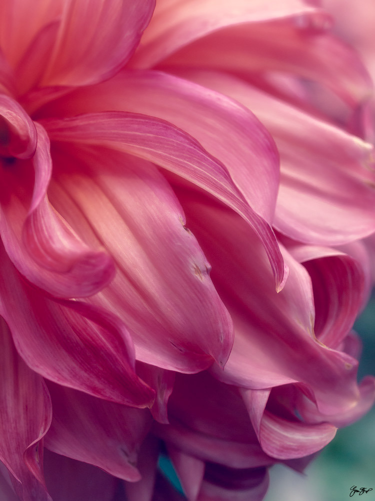 Photography by Gina Startup