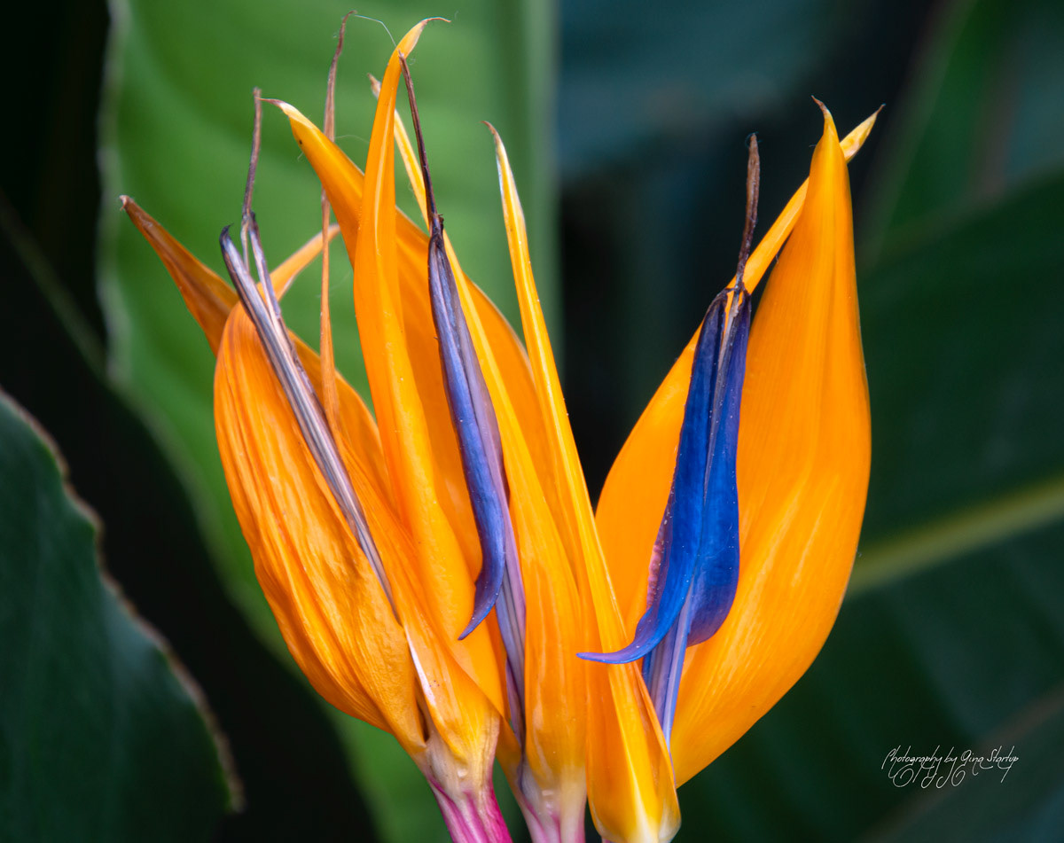 Bird of Paradise by Gina Startup