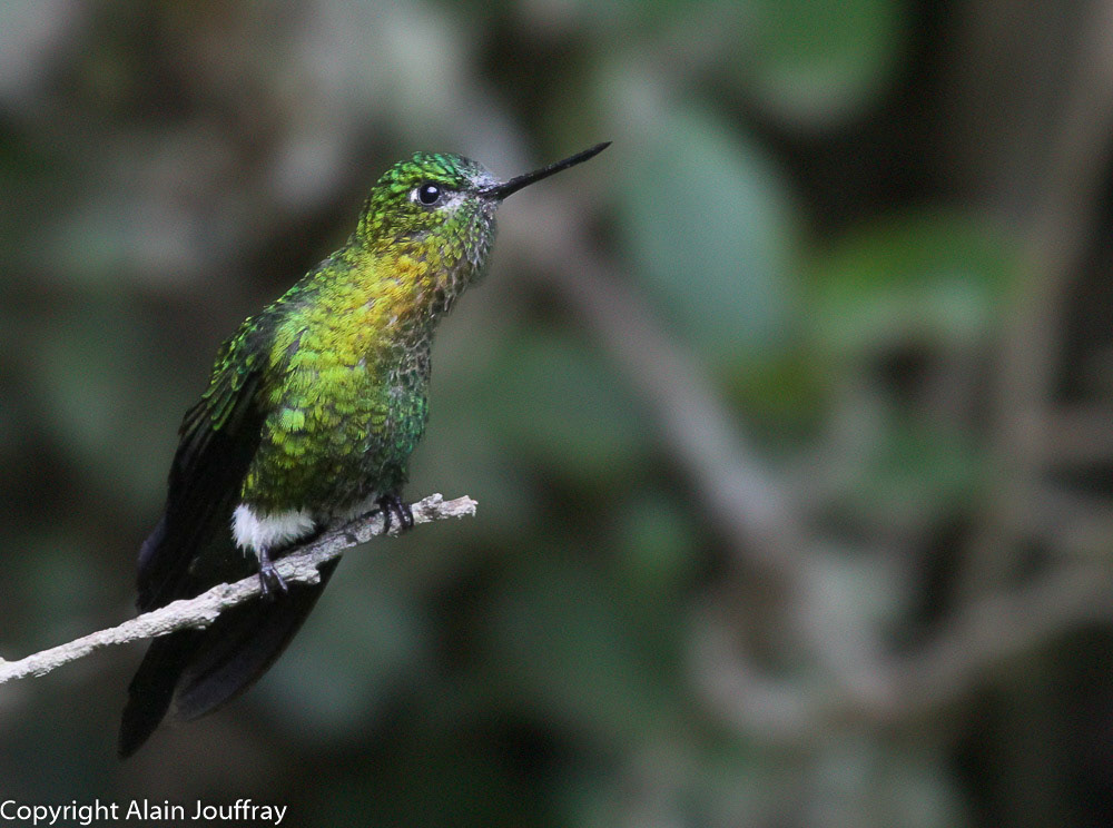 Érione à poitrine d'or - Eriocnemis mosquera (Equateur)
