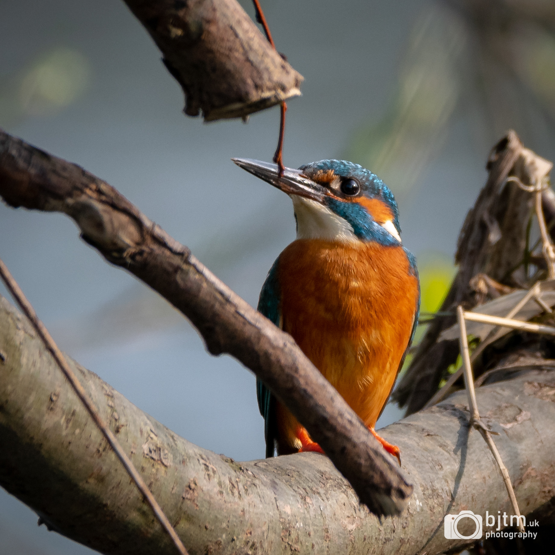 My first Kingfisher! Hampshire, April 2019
