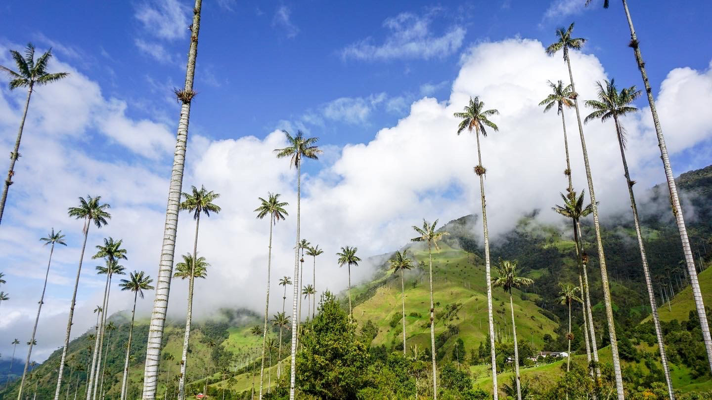 Cocora Valley, Colombia