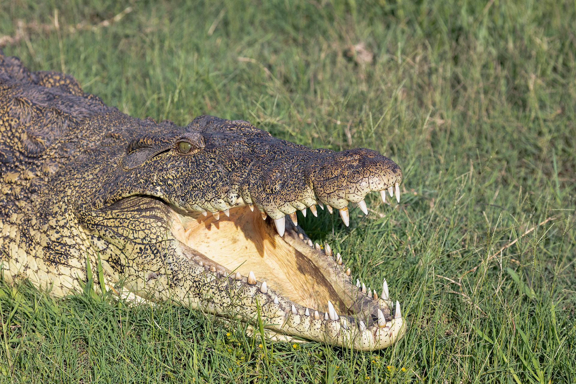 A Nile Crocodile