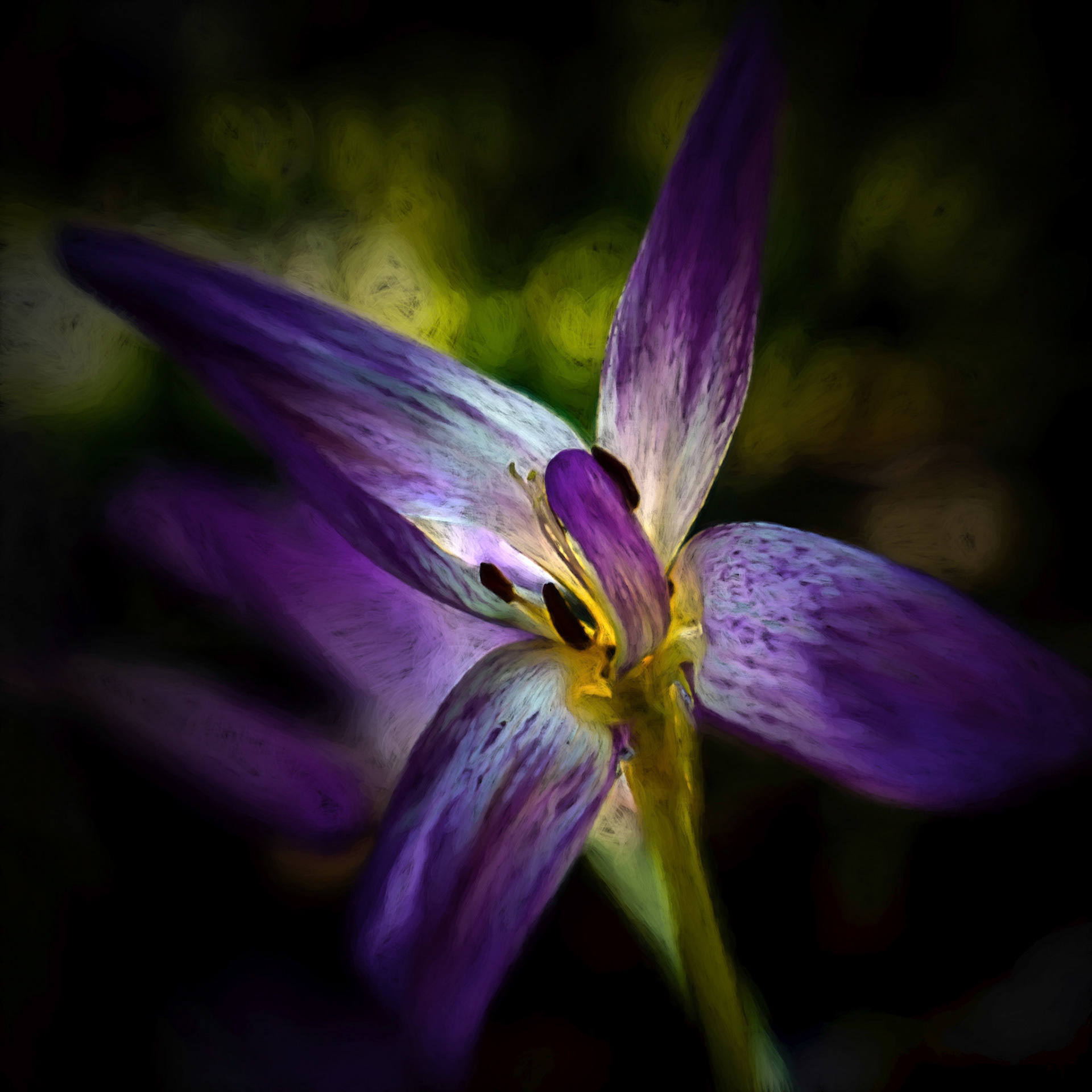 Colchicum autumnale 'Major' - Lily family