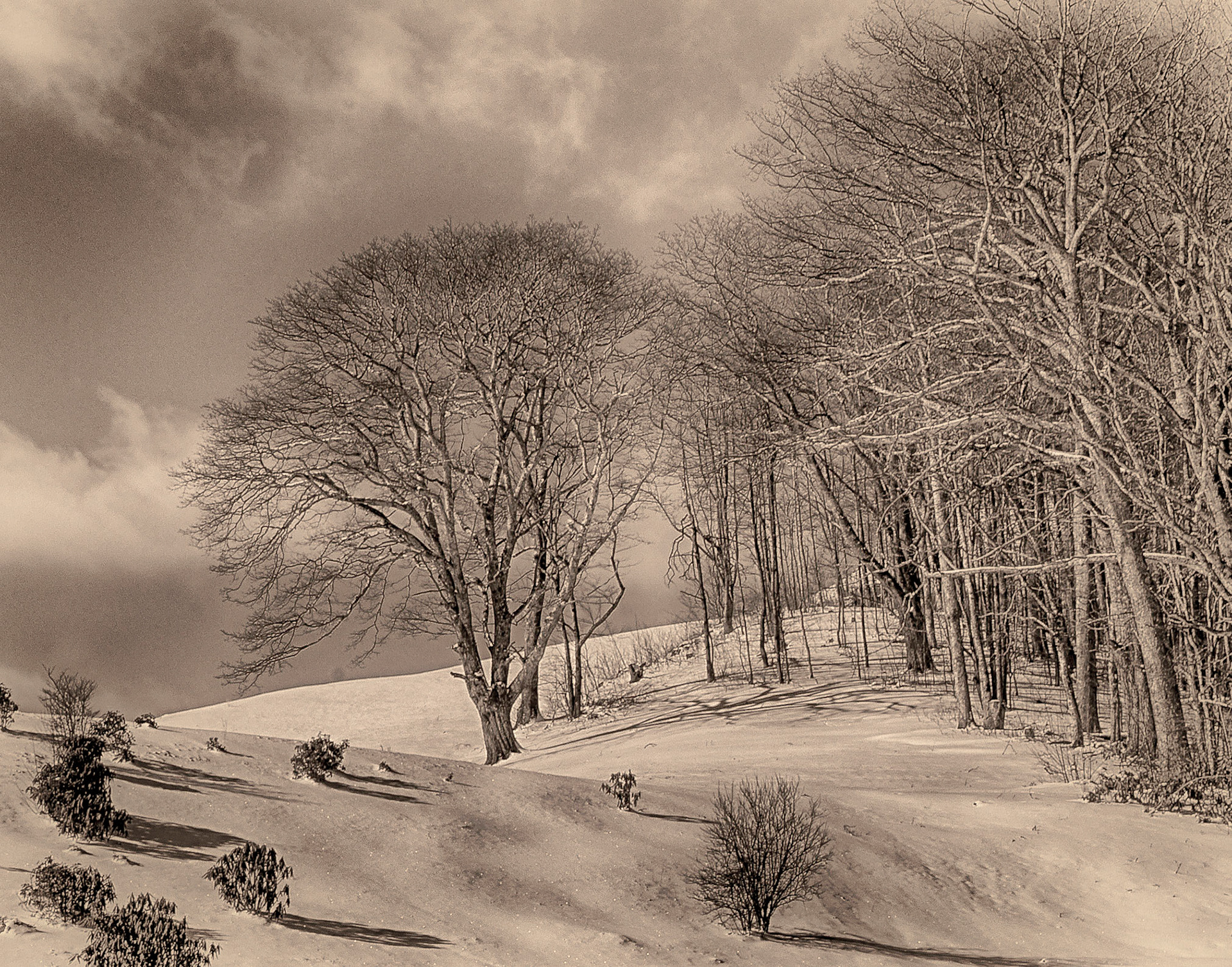 Snowy Hillside on the Road to Cataloochee