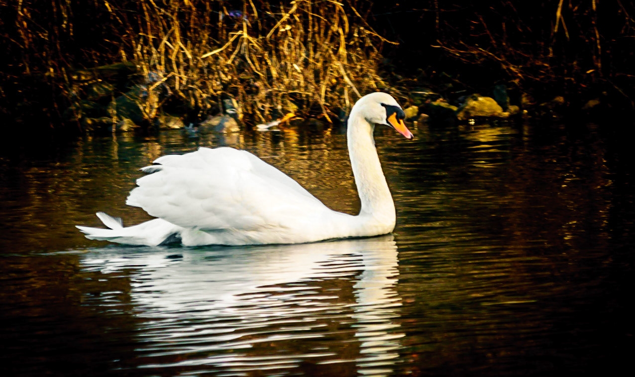 Lake Junalooska Swan
