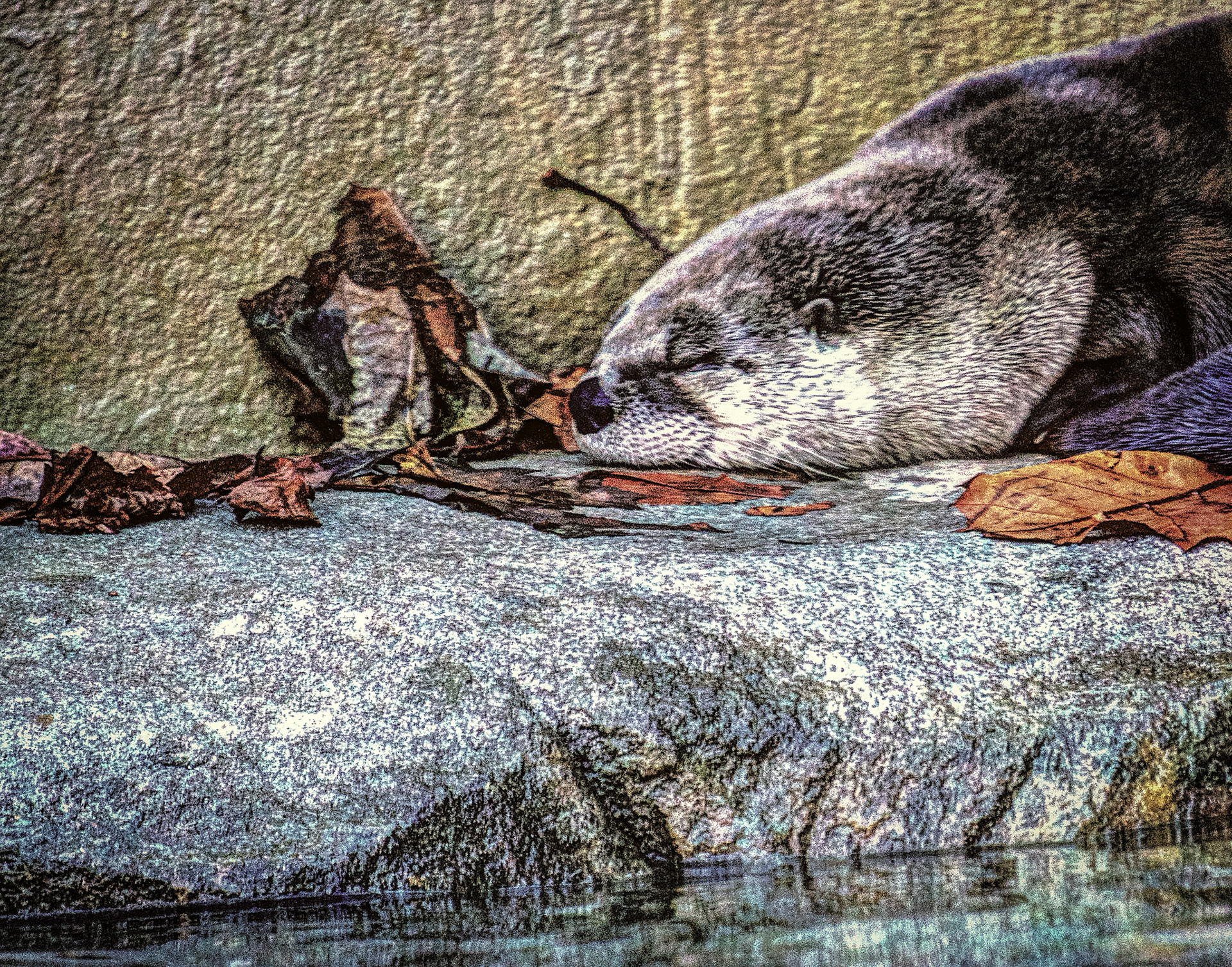 River Otter