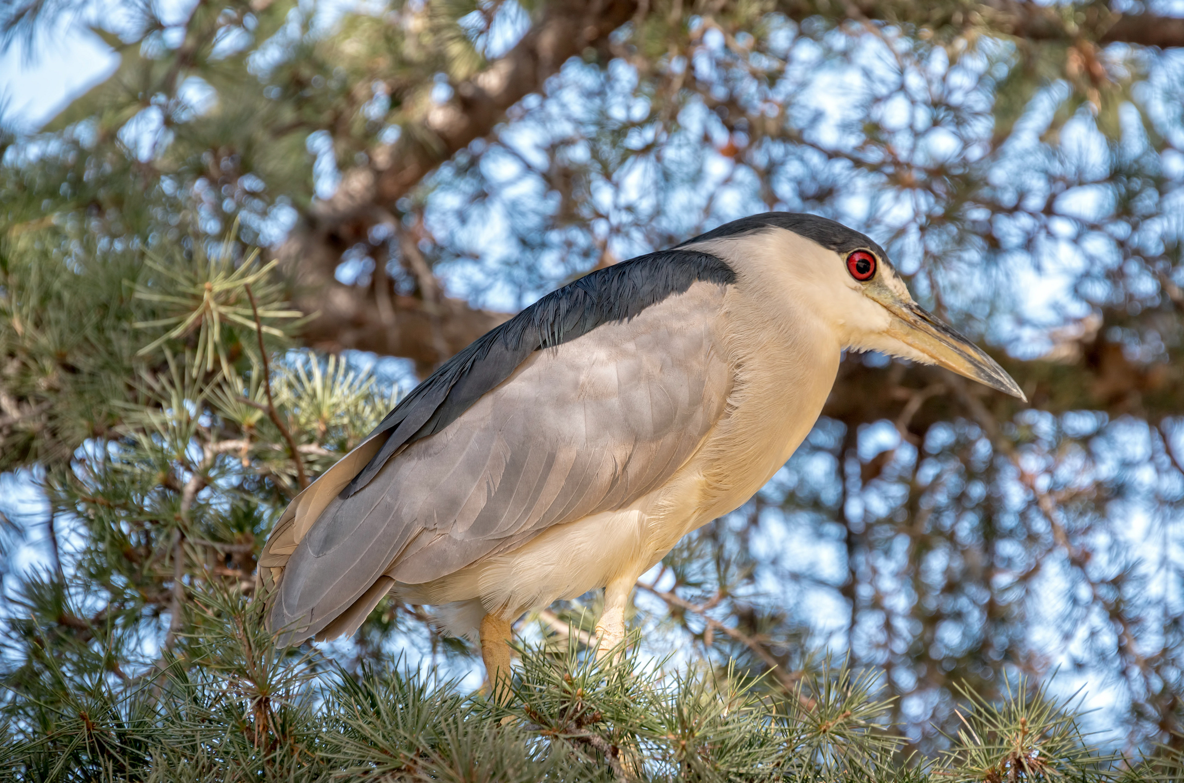 Night Heron-California