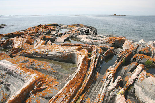 Lichen, Matches Island
