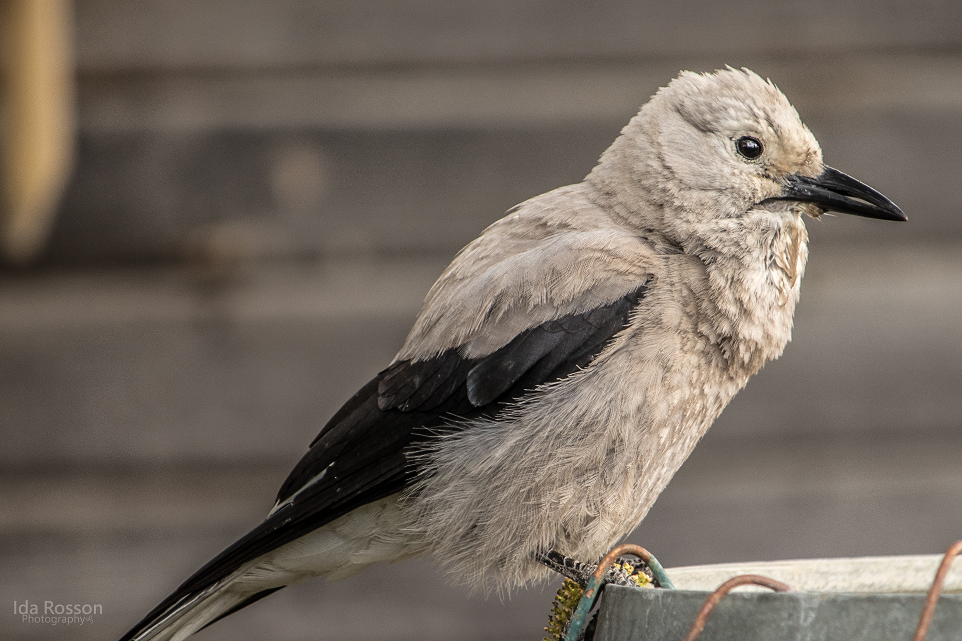 Adult Clark's Nutcracker